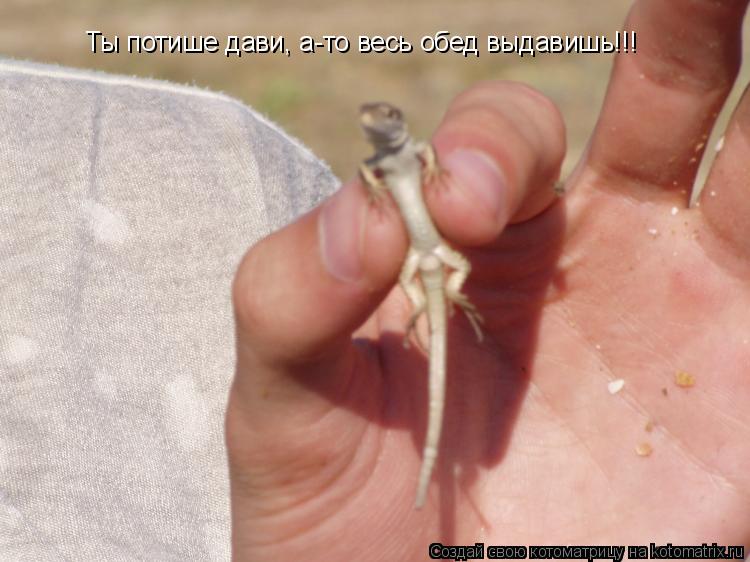 Ты потише дави, а-то весь обед выдавишь!!!... Котоматрица: Ты потише дави, а-то весь обед выдавишь!!!