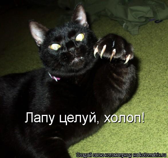 Лапу целуй, холоп!... Котоматрица: Лапу целуй, холоп!