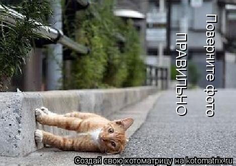 Поверните фото ПРАВИЛЬНО... Котоматрица: Поверните фото ПРАВИЛЬНО