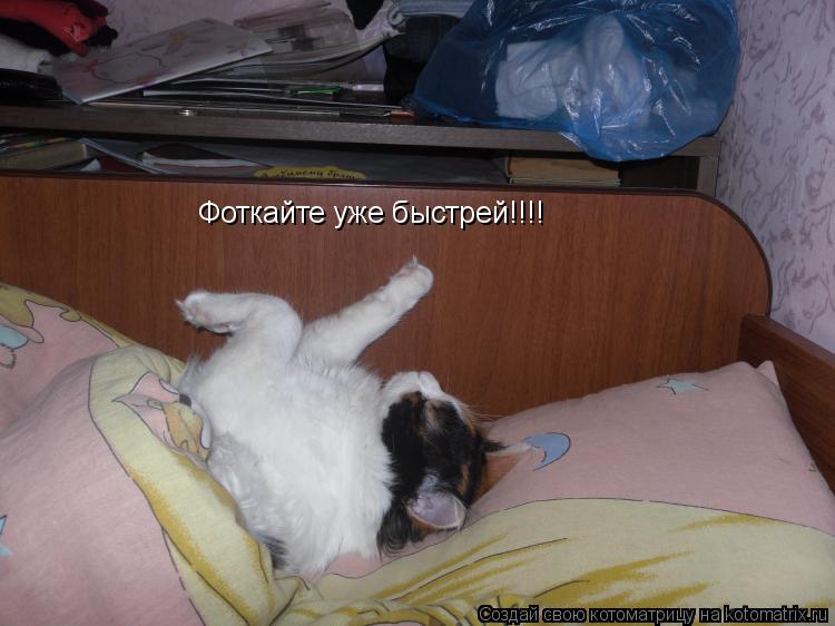 Фоткайте уже быстрей!!!!... Котоматрица: Фоткайте уже быстрей!!!!