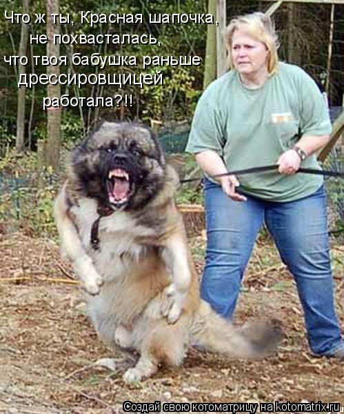 Что ж ты, Красная шапочка, не похвасталась, что твоя бабушка раньше работала?!! дрессировщицей... Котоматрица: Что ж ты, Красная шапочка, не похвасталась, что твоя бабушка раньше работала?!! дрессировщицей