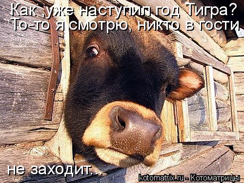 Как ,уже наступил год Тигра? То-то я смотрю, никто в гости не заходит...... Котоматрица: Как ,уже наступил год Тигра? То-то я смотрю, никто в гости не заходит...