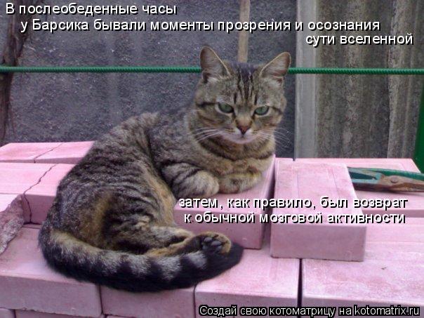 В послеобеденные часы у Барсика бывали моменты прозрения и осознания сути вселенной к обычной мозгово... Котоматрица: В послеобеденные часы у Барсика бывали моменты прозрения и осознания сути вселенной к обычной мозговой активности затем, как правило, был