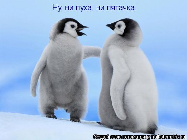 Ну, ни пуха, ни пятачка.... Котоматрица: Ну, ни пуха, ни пятачка.