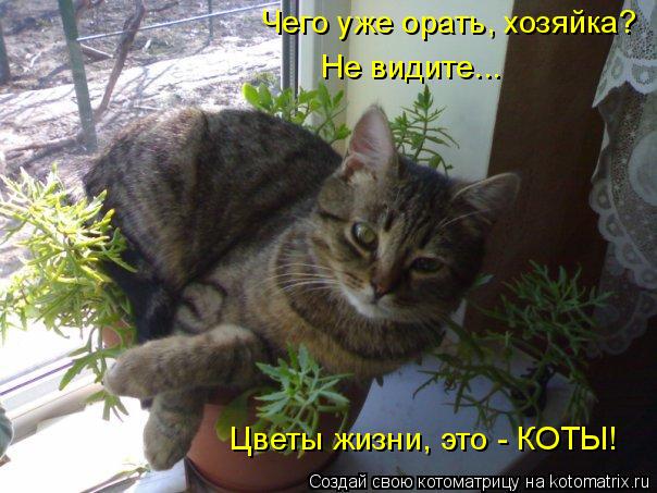 Чего уже орать, хозяйка? Не видите... Цветы жизни, это - КОТЫ!... Котоматрица: Чего уже орать, хозяйка? Не видите... Цветы жизни, это - КОТЫ!
