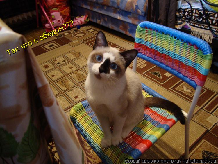 Так что с обедом???... Котоматрица: Так что с обедом???
