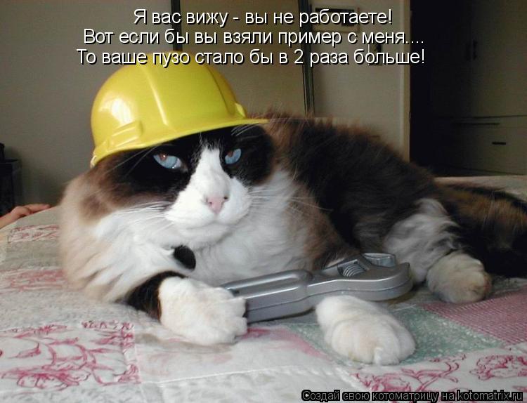 Я вас вижу - вы не работаете! Вот если бы вы взяли пример с меня.... То ваше пузо стало бы в 2 раза б... Котоматрица: Я вас вижу - вы не работаете! Вот если бы вы взяли пример с меня.... То ваше пузо стало бы в 2 раза больше!