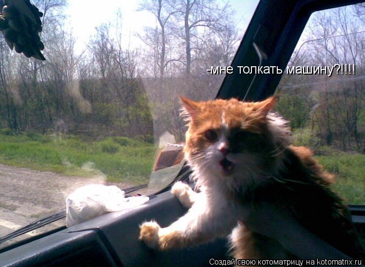 -мне толкать машину?!!!!... Котоматрица: -мне толкать машину?!!!!