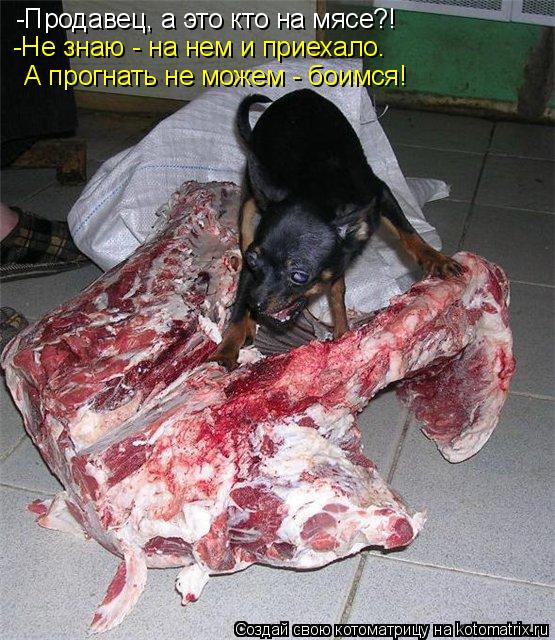 -Продавец, а это кто на мясе?! -Не знаю - на нем и приехало. А прогнать не можем - боимся!... Котоматрица: -Продавец, а это кто на мясе?! -Не знаю - на нем и приехало. А прогнать не можем - боимся!