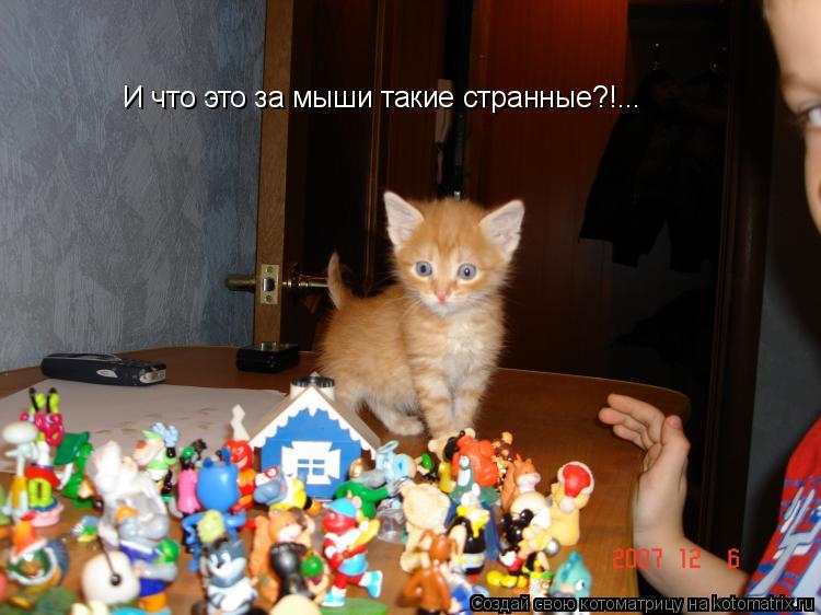 И что это за мыши такие странные?!...... Котоматрица: И что это за мыши такие странные?!...