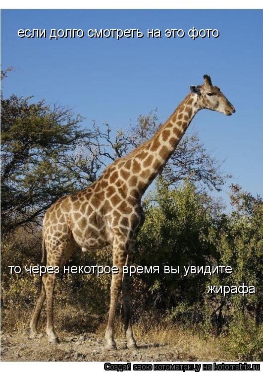 если долго смотреть на это фото то через некотрое время вы увидите жирафа... Котоматрица: если долго смотреть на это фото то через некотрое время вы увидите жирафа