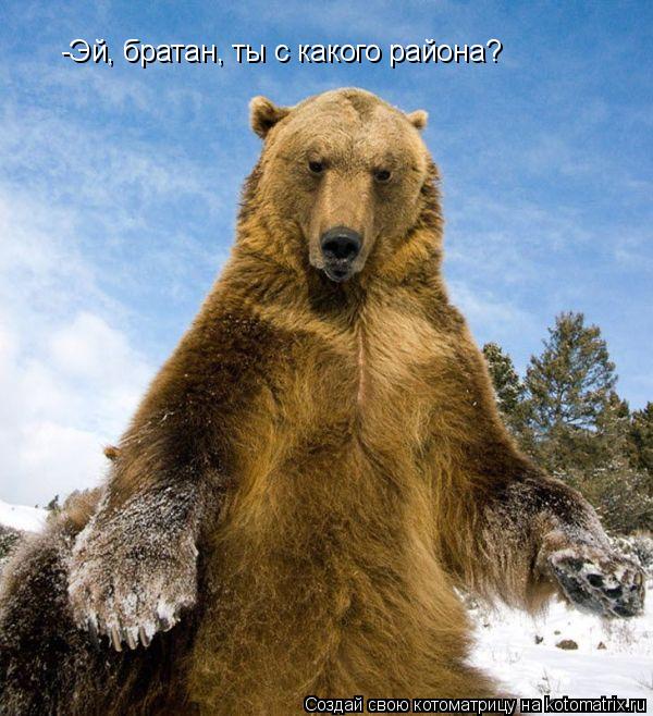 -Эй, братан, ты с какого района?... Котоматрица: -Эй, братан, ты с какого района?