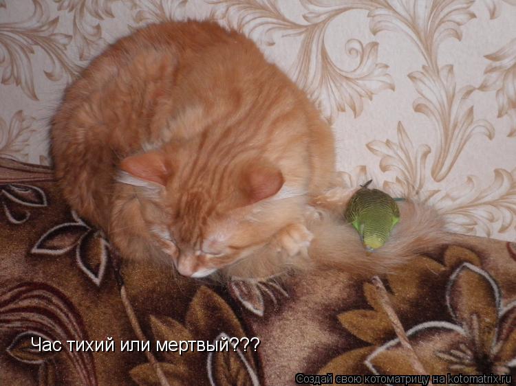 Час тихий или мертвый???... Котоматрица: Час тихий или мертвый???