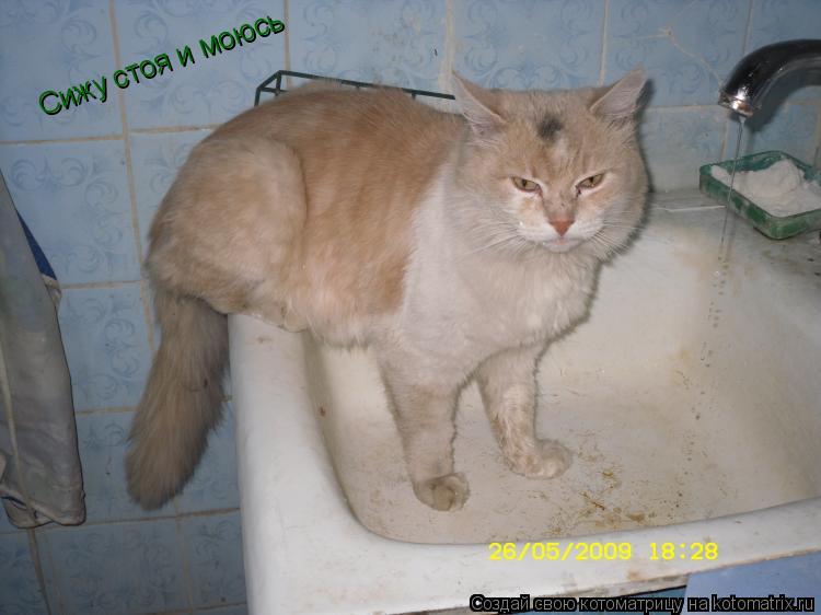 Сижу стоя и моюсь... Котоматрица: Сижу стоя и моюсь