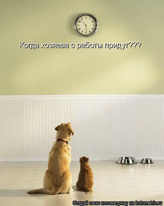Когда хозяева с работы придут???... Котоматрица: Когда хозяева с работы придут???