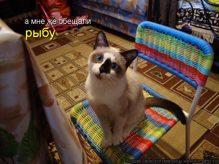 а мне же обещали рыбу... Котоматрица: а мне же обещали рыбу