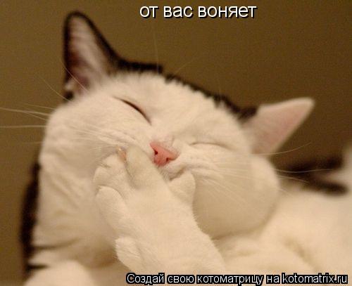 от вас воняет... Котоматрица: от вас воняет