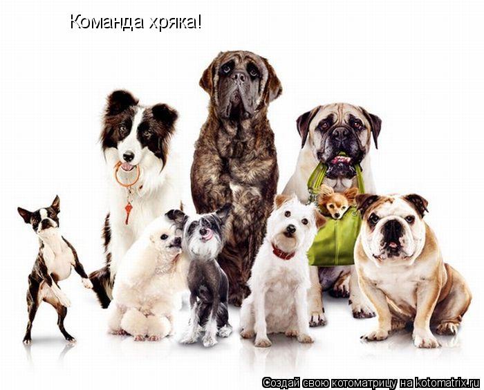 Команда хряка!... Котоматрица: Команда хряка!