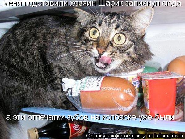 меня подставили хозяин Шарик запихнул сюда а эти отпечатки зубов на колбаске уже были... Котоматрица: меня подставили хозяин Шарик запихнул сюда а эти отпечатки зубов на колбаске уже были