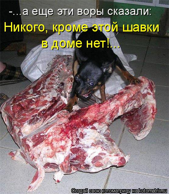 -...а еще эти воры сказали: в доме нет!... Никого, кроме этой шавки... Котоматрица: -...а еще эти воры сказали: в доме нет!... Никого, кроме этой шавки