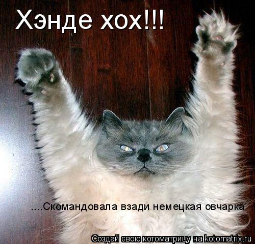 Хэнде хох!!! ....Скомандовала взади немецкая овчарка... Котоматрица: Хэнде хох!!! ....Скомандовала взади немецкая овчарка