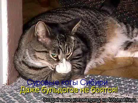 Суровые коты Сибири Даже бульдогов не боятся!... Котоматрица: Суровые коты Сибири Даже бульдогов не боятся!