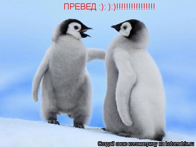 ПРЕВЕД :): ):)!!!!!!!!!!!!!!!!... Котоматрица: ПРЕВЕД :): ):)!!!!!!!!!!!!!!!!