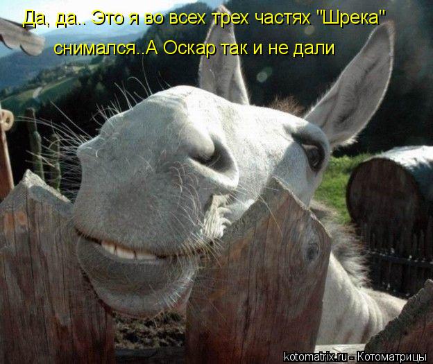 Да, да.. Это я во всех трех частях "Шрека" снимался..А Оскар так и не дали... Котоматрица: Да, да.. Это я во всех трех частях "Шрека" снимался..А Оскар так и не дали
