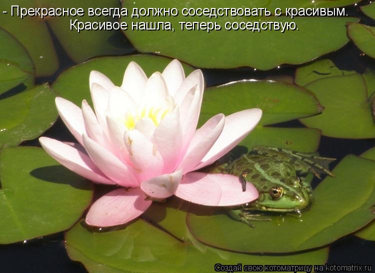 - Прекрасное всегда должно соседствовать с красивым. Красивое нашла, теперь соседствую.... Котоматрица: - Прекрасное всегда должно соседствовать с красивым. Красивое нашла, теперь соседствую.