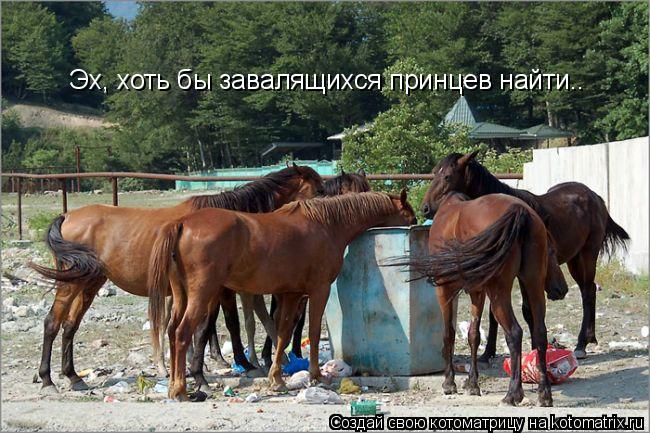 Эх, хоть бы завалящихся принцев найти..... Котоматрица: Эх, хоть бы завалящихся принцев найти..
