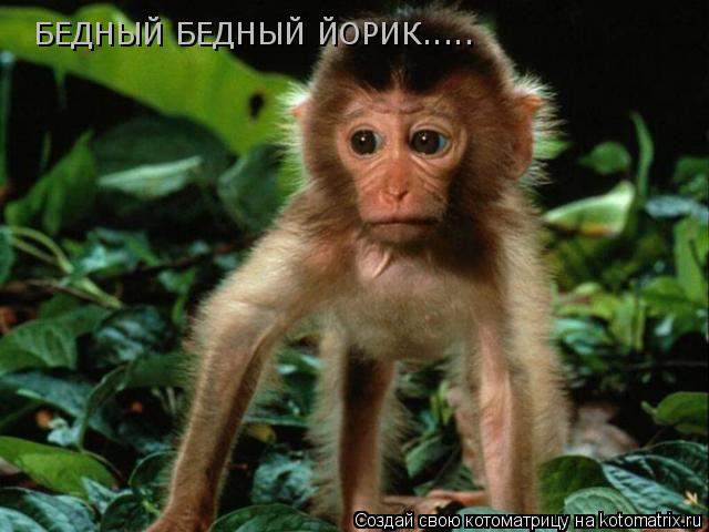БЕДНЫЙ БЕДНЫЙ ЙОРИК........ Котоматрица: БЕДНЫЙ БЕДНЫЙ ЙОРИК.....
