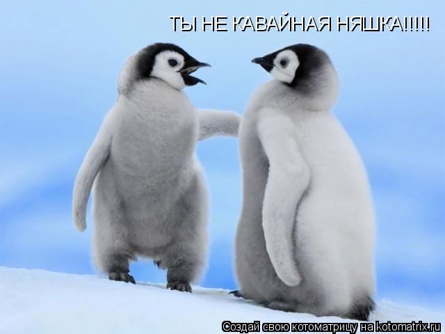 ТЫ НЕ КАВАЙНАЯ НЯШКА!!!!!... Котоматрица: ТЫ НЕ КАВАЙНАЯ НЯШКА!!!!!