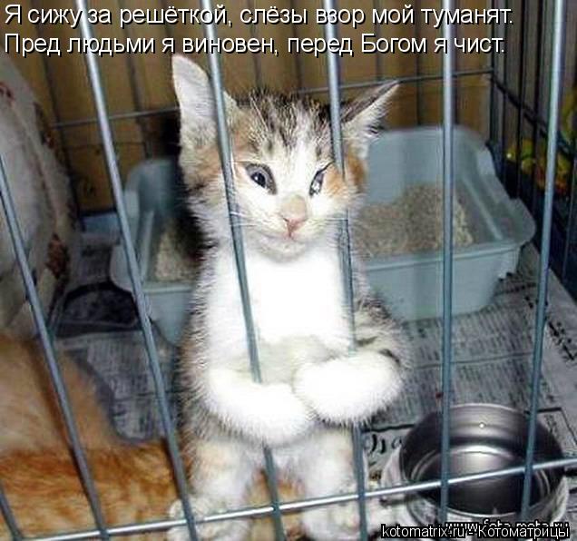 Я сижу за решёткой, слёзы взор мой туманят. Пред людьми я виновен, перед Богом я чист.... Котоматрица: Я сижу за решёткой, слёзы взор мой туманят. Пред людьми я виновен, перед Богом я чист.