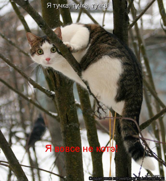 Я тучка, тучка, тучка! Я вовсе не котэ!... Котоматрица: Я тучка, тучка, тучка! Я вовсе не котэ!