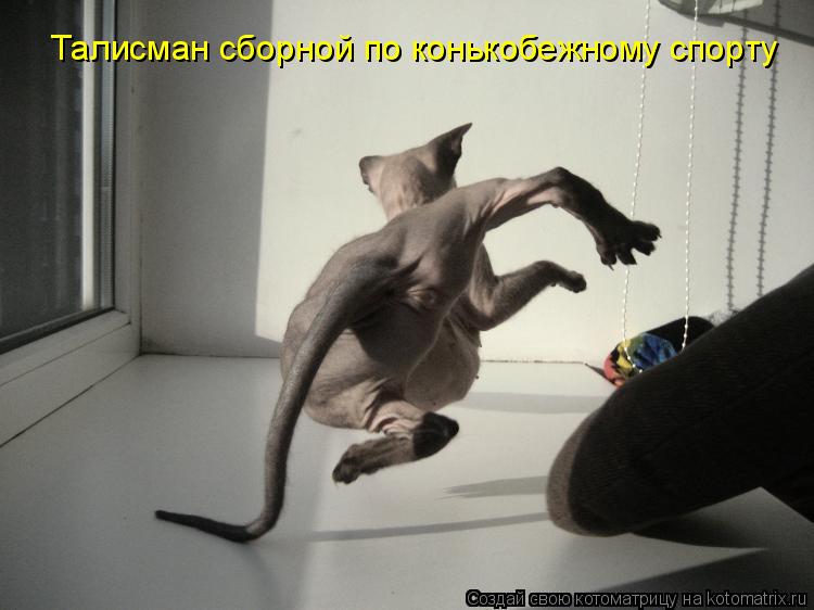 Талисман сборной по конькобежному спорту... Котоматрица: Талисман сборной по конькобежному спорту