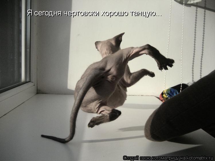Я сегодня чертовски хорошо танцую...... Котоматрица: Я сегодня чертовски хорошо танцую...