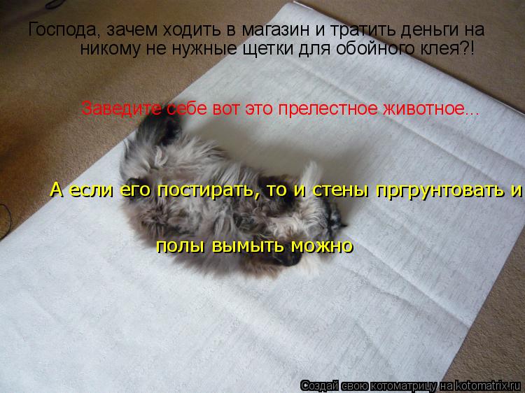 Господа, зачем ходить в магазин и тратить деньги на никому не нужные щетки для обойного клея?! Заве... Котоматрица: Господа, зачем ходить в магазин и тратить деньги на никому не нужные щетки для обойного клея?! Заведите себе вот это прелестное животное...
