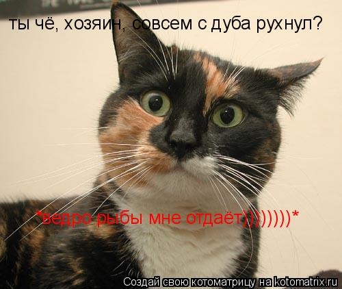 ты чё, хозяин, совсем с дуба рухнул? *ведро рыбы мне отдаёт))))))))*... Котоматрица: ты чё, хозяин, совсем с дуба рухнул? *ведро рыбы мне отдаёт))))))))*