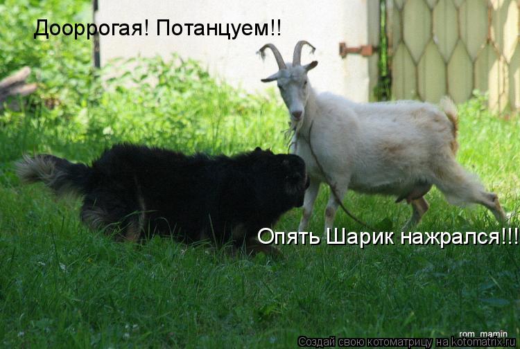 Дооррогая! Потанцуем!! Опять Шарик нажрался!!!... Котоматрица: Дооррогая! Потанцуем!! Опять Шарик нажрался!!!