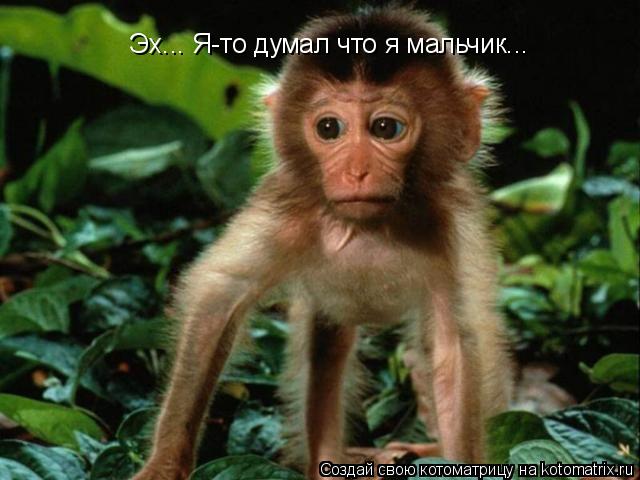 Эх... Я-то думал что я мальчик...... Котоматрица: Эх... Я-то думал что я мальчик...