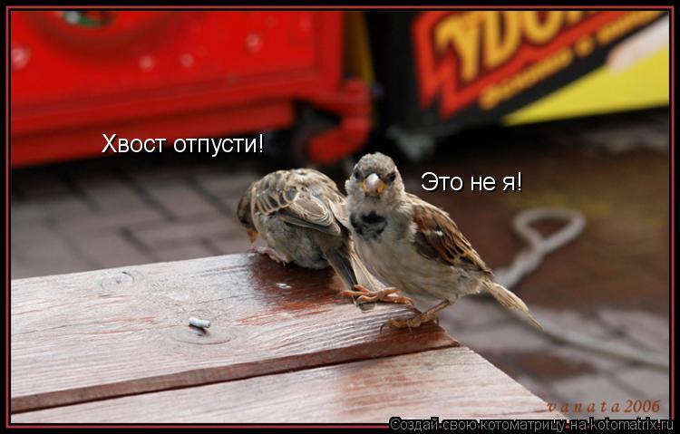 Хвост отпусти! Это не я!... Котоматрица: Хвост отпусти! Это не я!