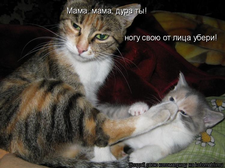 Мама, мама, дура ты! ногу свою от лица убери!... Котоматрица: Мама, мама, дура ты! ногу свою от лица убери!
