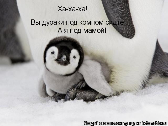 Ха-ха-ха! Вы дураки под компом сидте! А я под мамой!... Котоматрица: Ха-ха-ха! Вы дураки под компом сидте! А я под мамой!