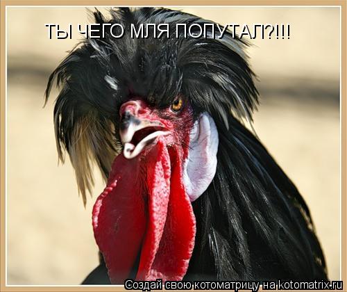 ТЫ ЧЕГО МЛЯ ПОПУТАЛ?!!!... Котоматрица: ТЫ ЧЕГО МЛЯ ПОПУТАЛ?!!!