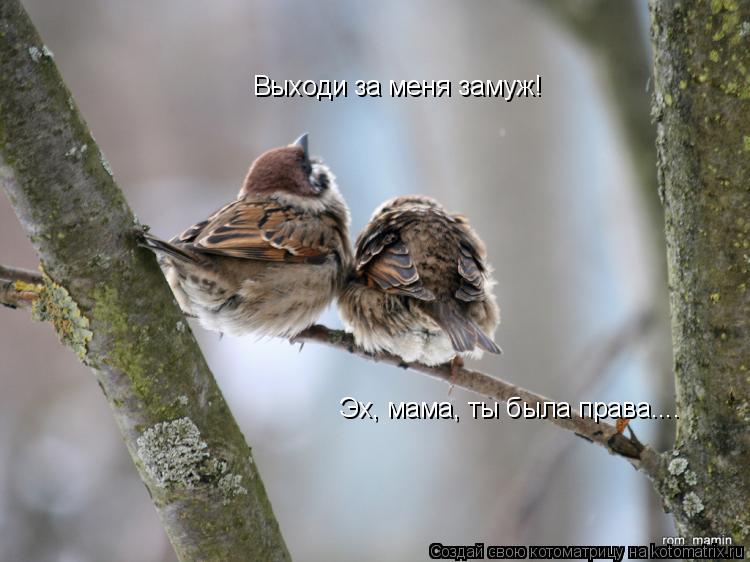 Выходи за меня замуж! Эх, мама, ты была права....... Котоматрица: Выходи за меня замуж! Эх, мама, ты была права....