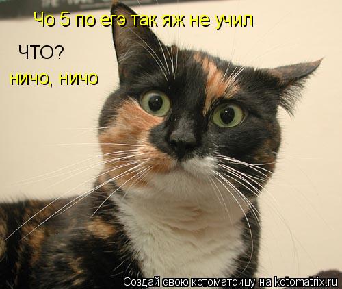 Чо 5 по eгэ так яж не учил ЧТО? ничо, ничо... Котоматрица: Чо 5 по eгэ так яж не учил ЧТО? ничо, ничо