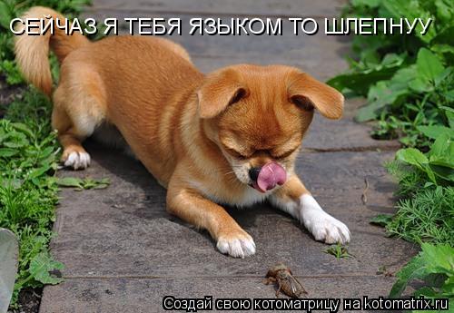 СЕЙЧАЗ Я ТЕБЯ ЯЗЫКОМ ТО ШЛЕПНУУ... Котоматрица: СЕЙЧАЗ Я ТЕБЯ ЯЗЫКОМ ТО ШЛЕПНУУ