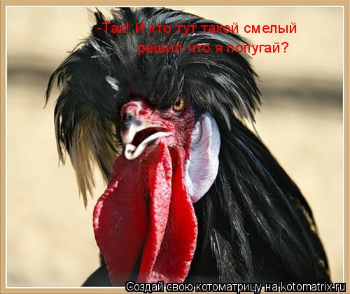 -Так! И кто тут такой смелый решил что я попугай?... Котоматрица: -Так! И кто тут такой смелый решил что я попугай?