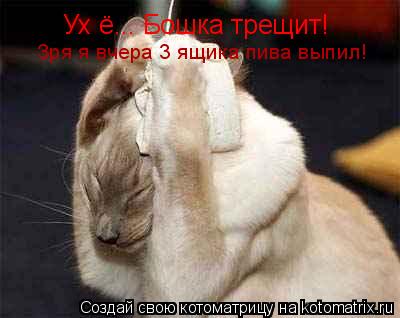 Ух ё... Бошка трещит! Зря я вчера 3 ящика пива выпил!... Котоматрица: Ух ё... Бошка трещит! Зря я вчера 3 ящика пива выпил!