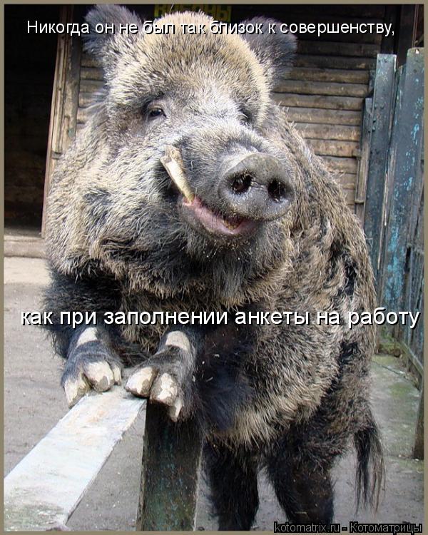 Никогда он не был так близок к совершенству, как при заполнении анкеты на работу... Котоматрица: Никогда он не был так близок к совершенству, как при заполнении анкеты на работу